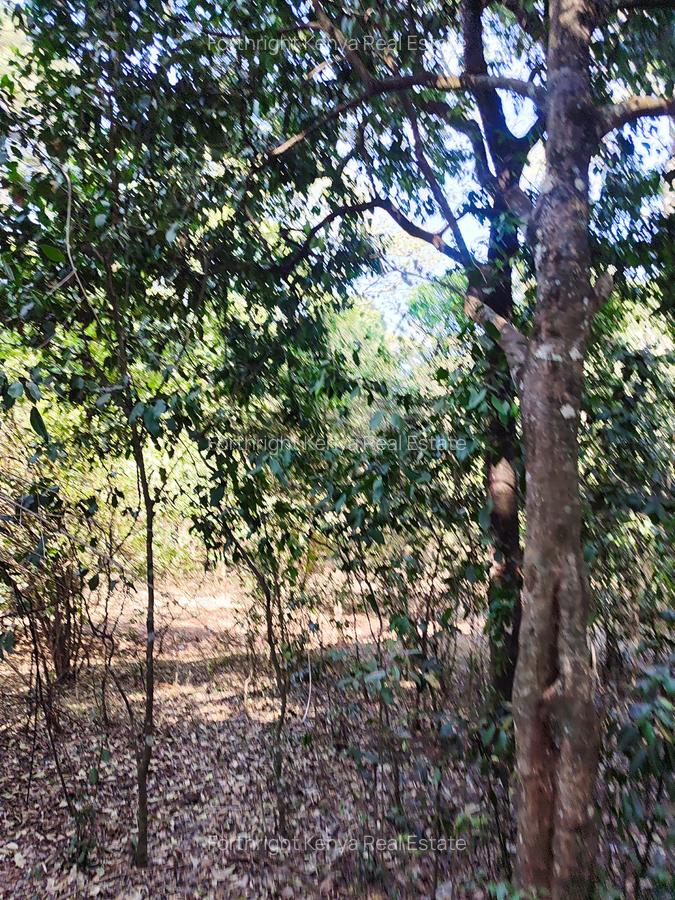 2.3 ac Land at Giraffe Centre - 11