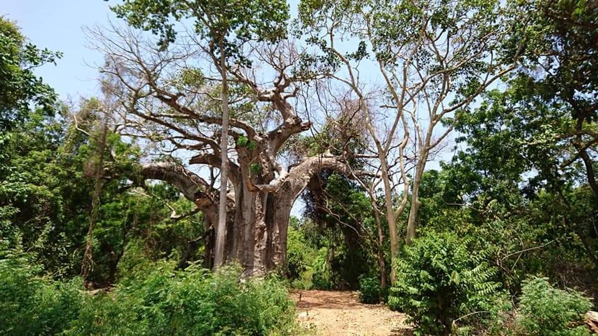 Residential Land in Nyali Area - 10