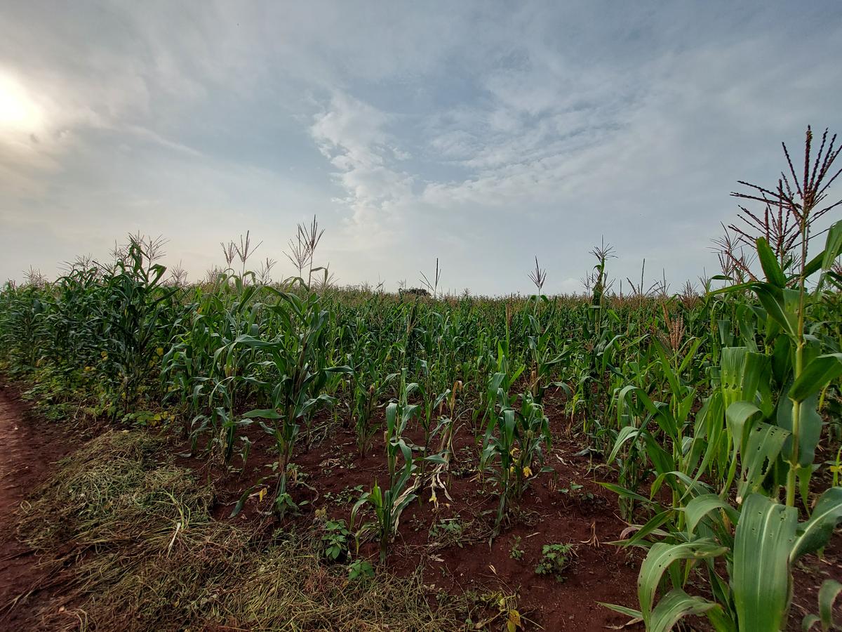 Land at Kitisuru Road - 4