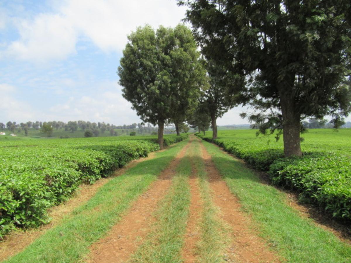 Land in Kiambu Town - 8