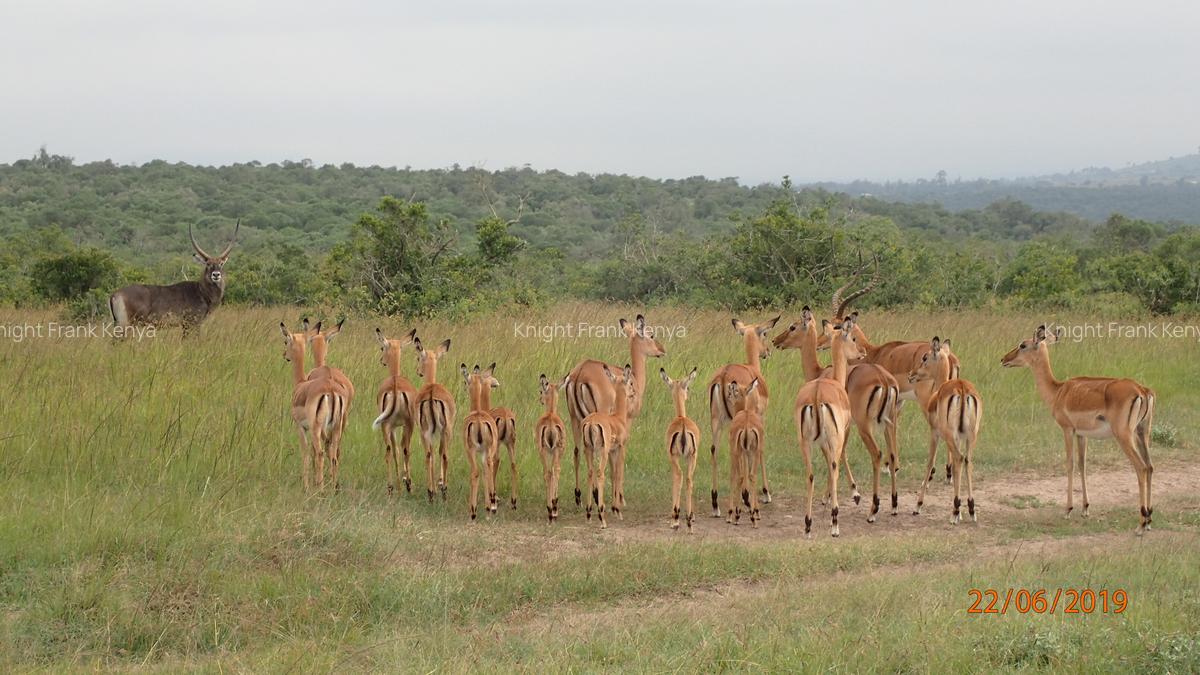 5 ac Land at Sangare Conservancy - 3