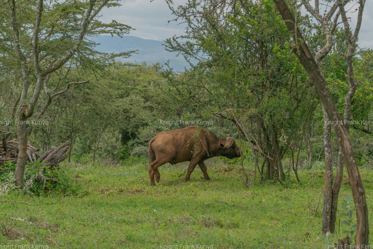 10 ac Land at Kisuri Hills - 4