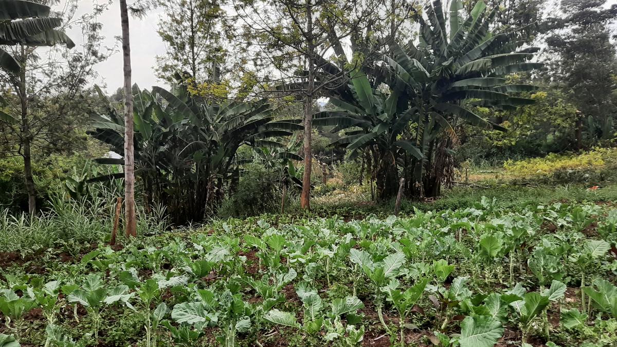 Residential Land at Bul Bul - 6