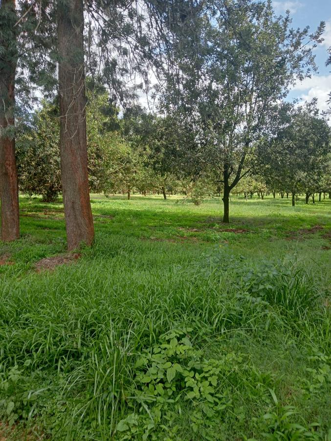 0.125 ac Residential Land at Thika Grove Chania-Opposite Blue Post Hotel - 14