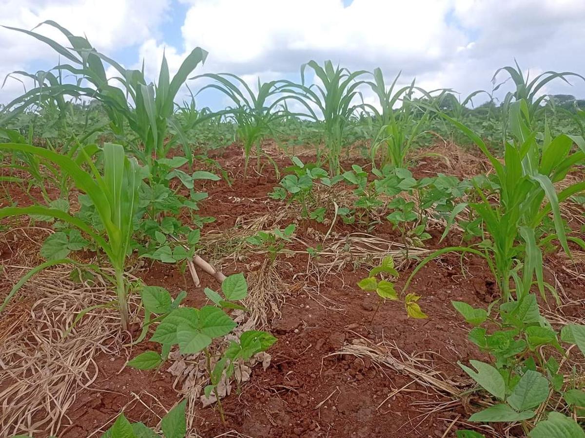 Residential Land at Mutuabare - 10