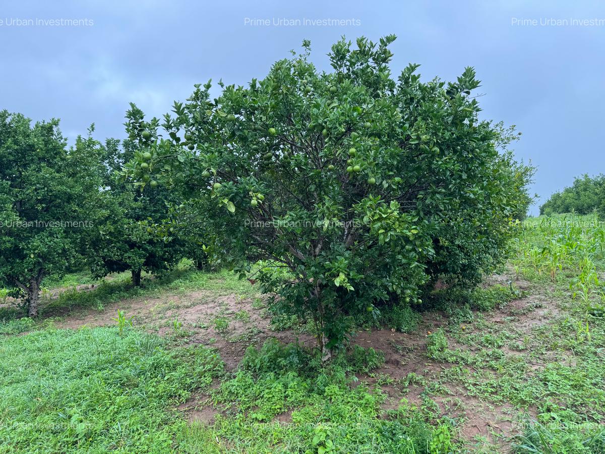 Land in Kilifi - 6