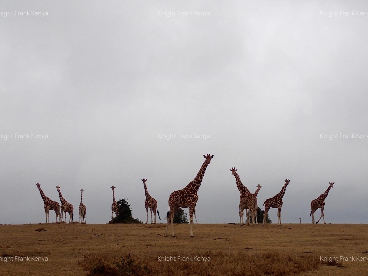 5 ac Land at Sangare Conservancy - 4