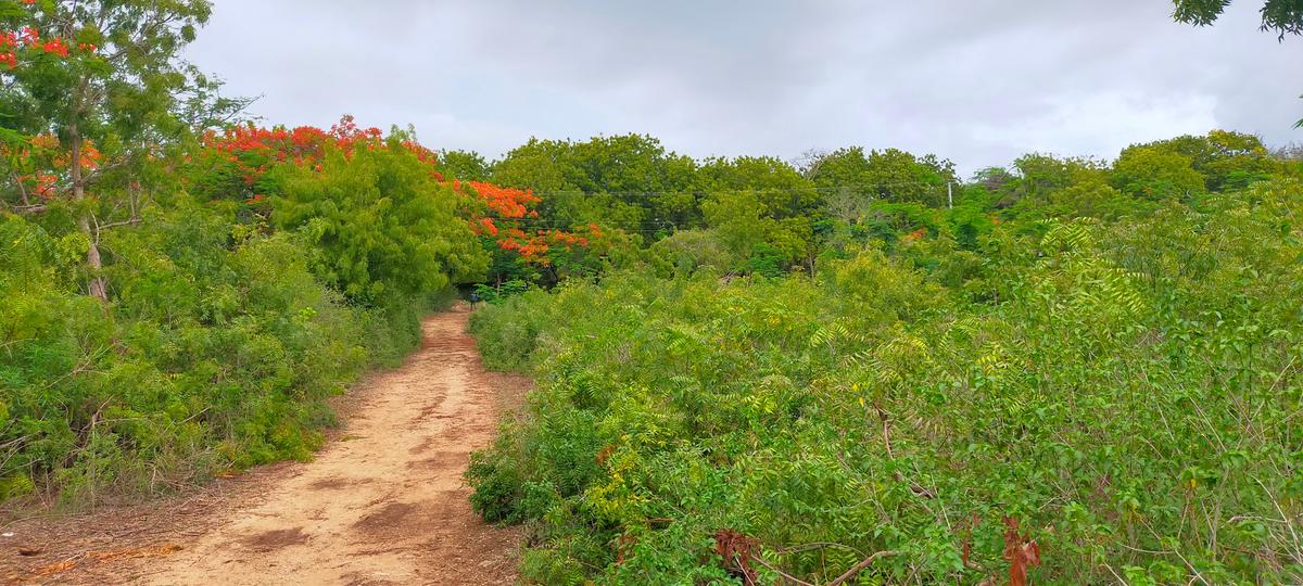 Land in Vipingo - 17