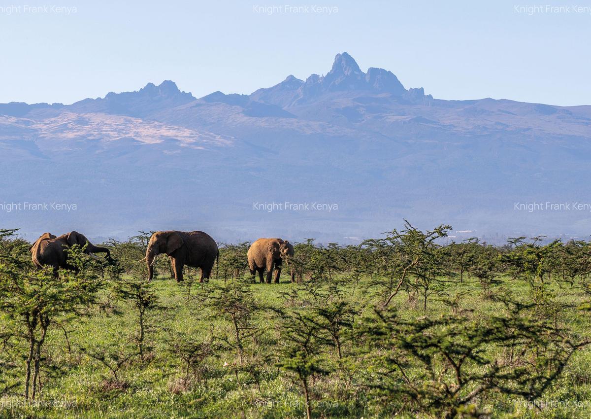 100 ac Land at Lolldaiga Valley - 6