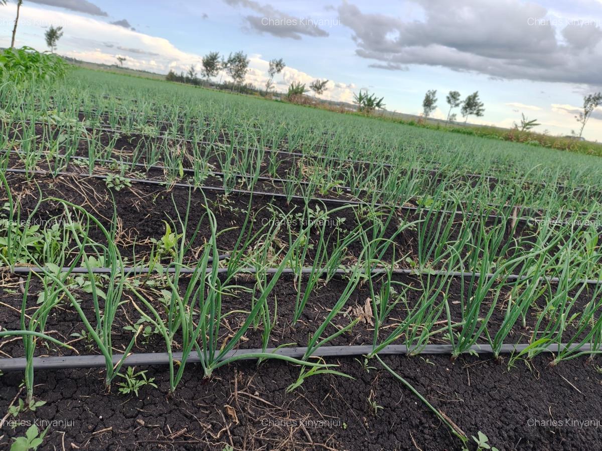 10.75 ac Land at Kisaju - 12