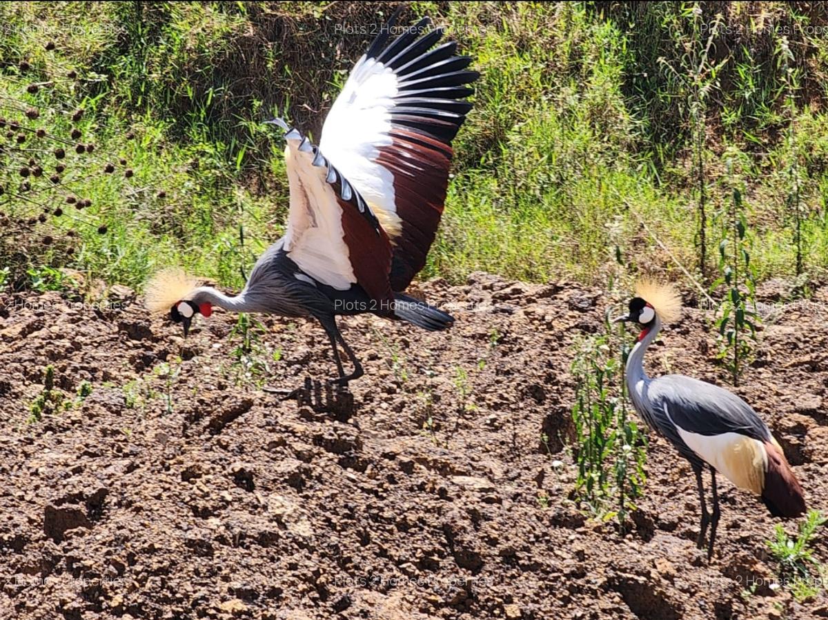 1,000 m² Residential Land at Zuri Springs Estate - 14