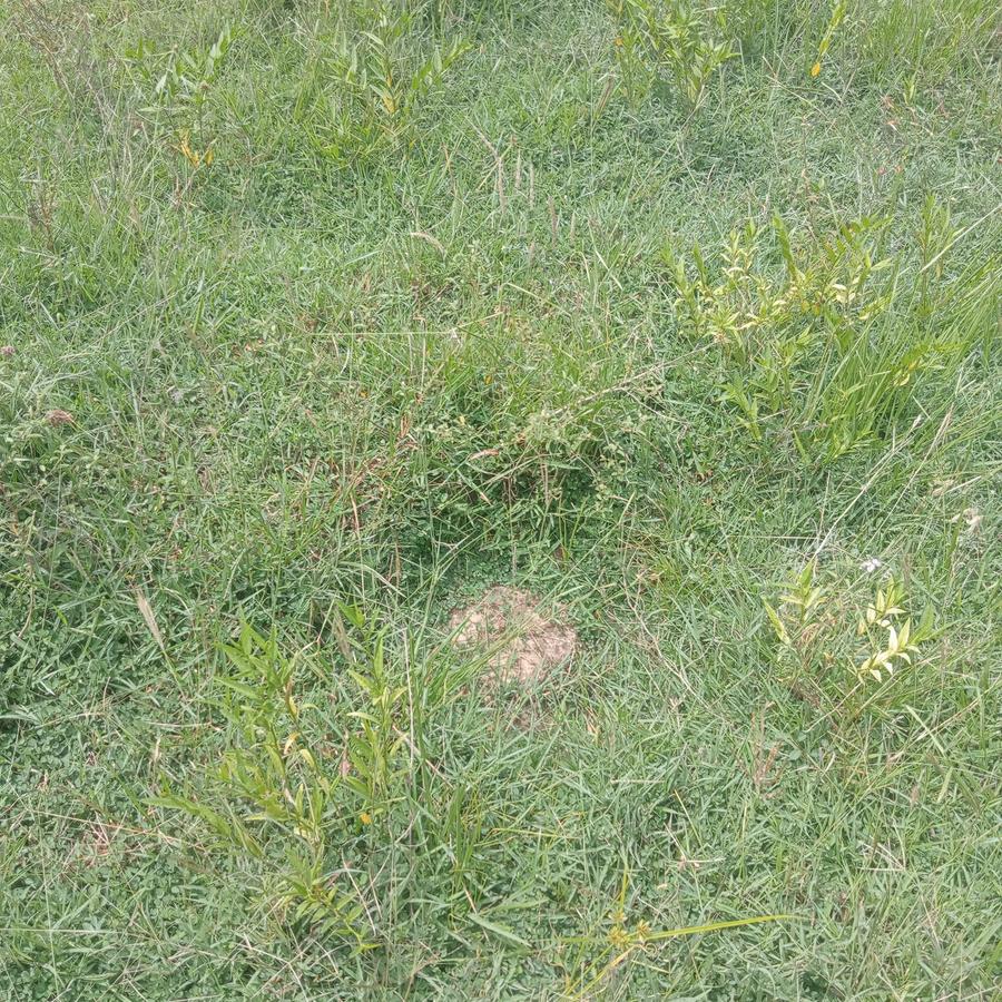 Land at Likoni - 5