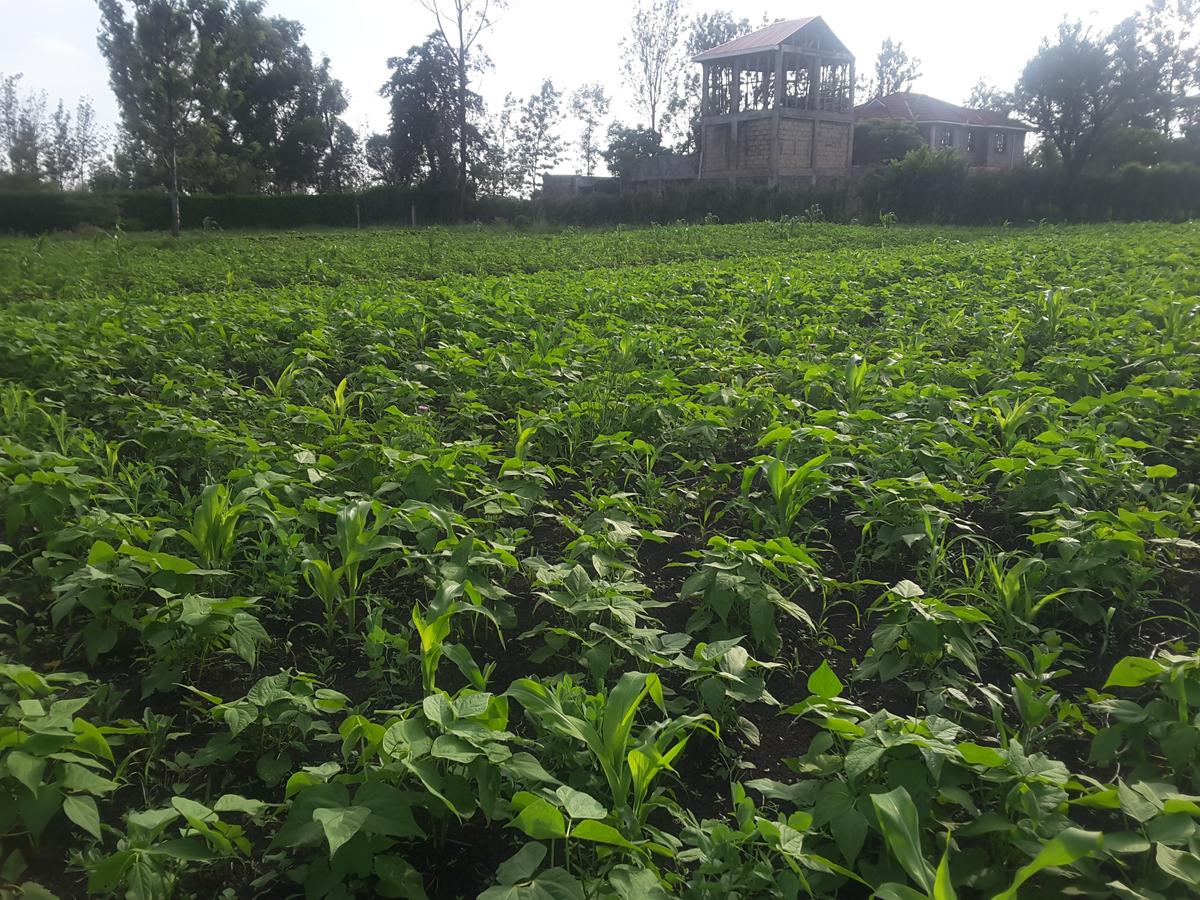 0.25 ac Residential Land in Ongata Rongai - 1