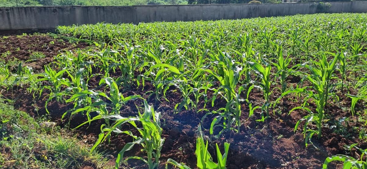 0.5 ac Land in Nyari - 3