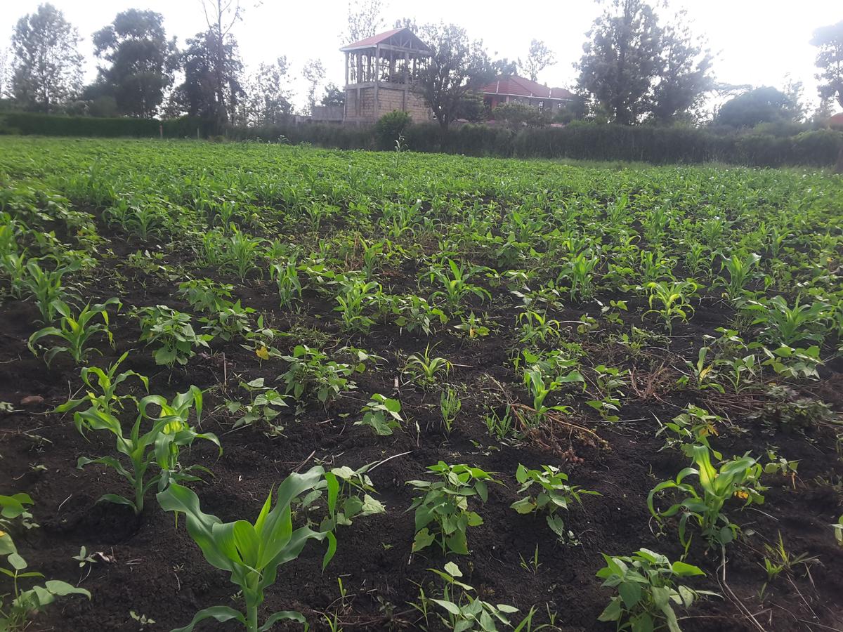 0.125 ac Residential Land in Ongata Rongai - 3