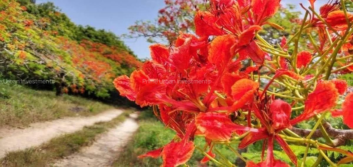 Land in Vipingo - 11