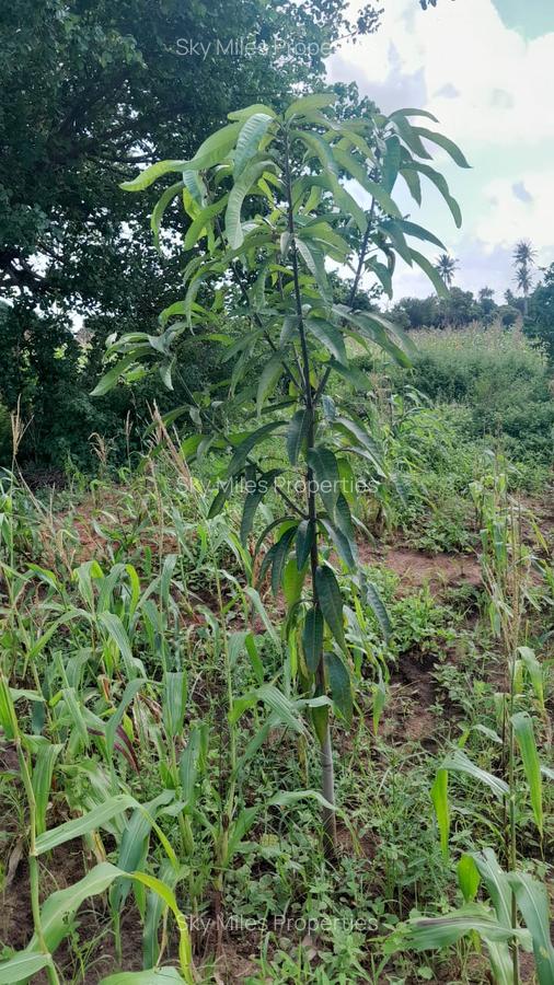 13 ac Land at Majaoni - 19