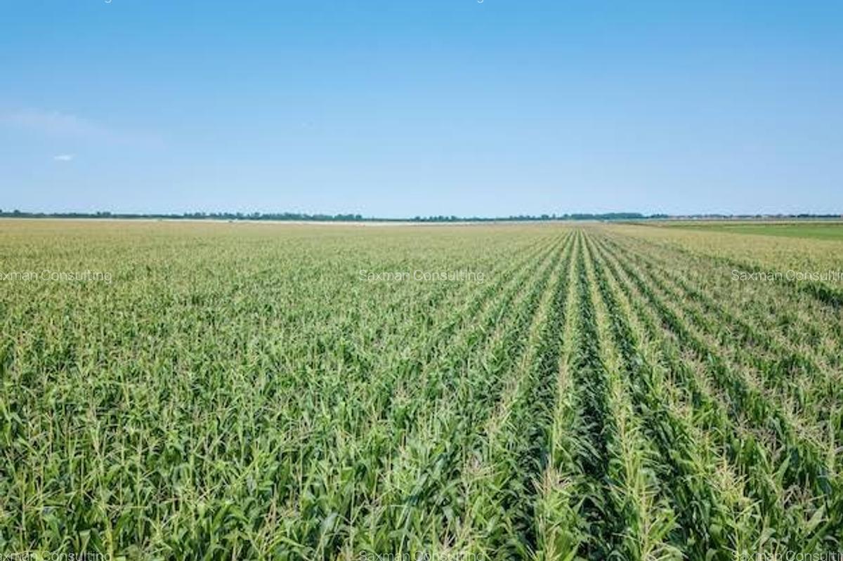Land at Molo - 1