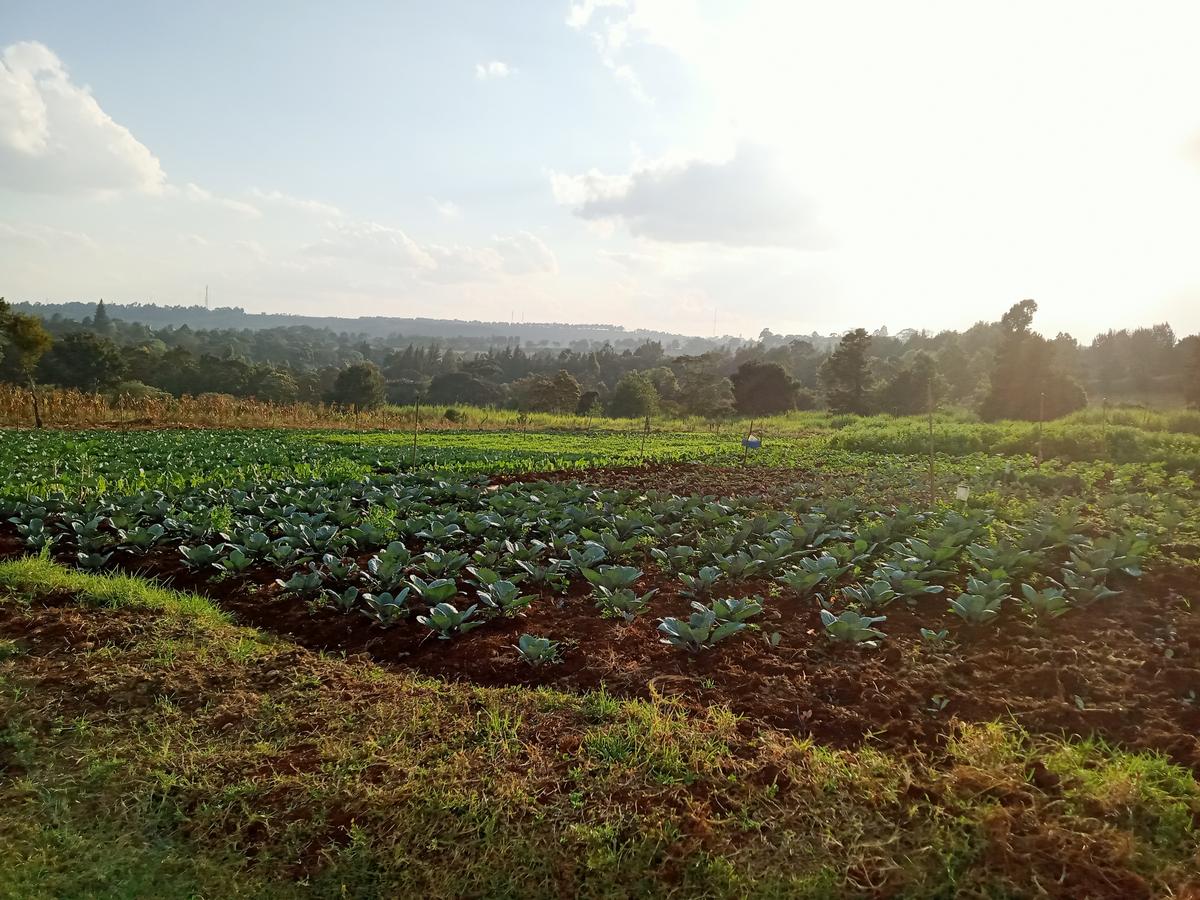 Residential Land in Tigoni - 7