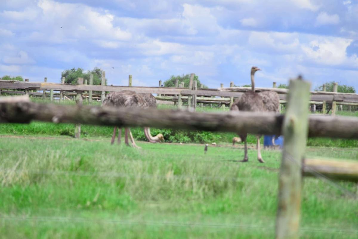 Residential Land at Kitengela Ostrich Farm - 7