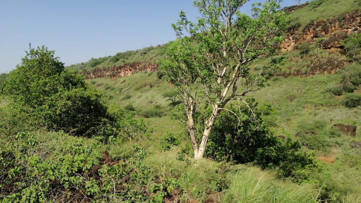 100 ac Land at Olepolos - 9