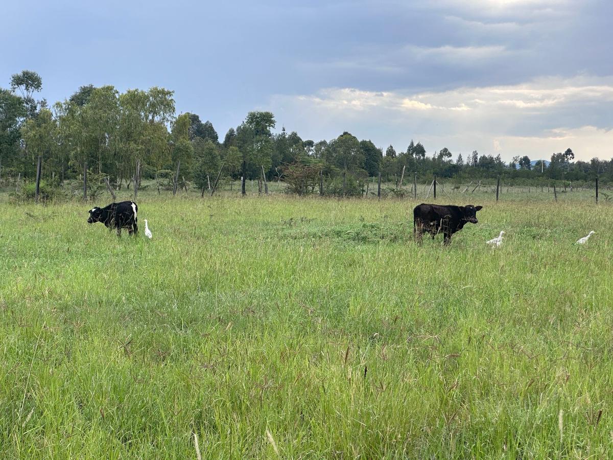 Residential Land in Nanyuki - 5