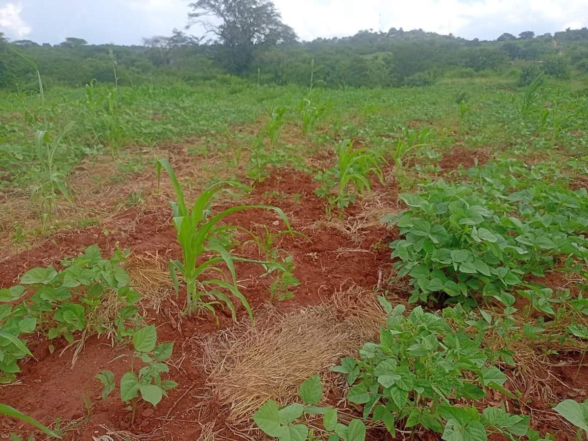 Residential Land at Mutuabare - 5