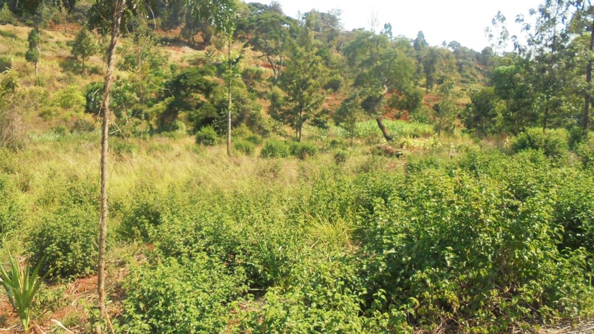 6.3 ac Land in Nyeri - 2