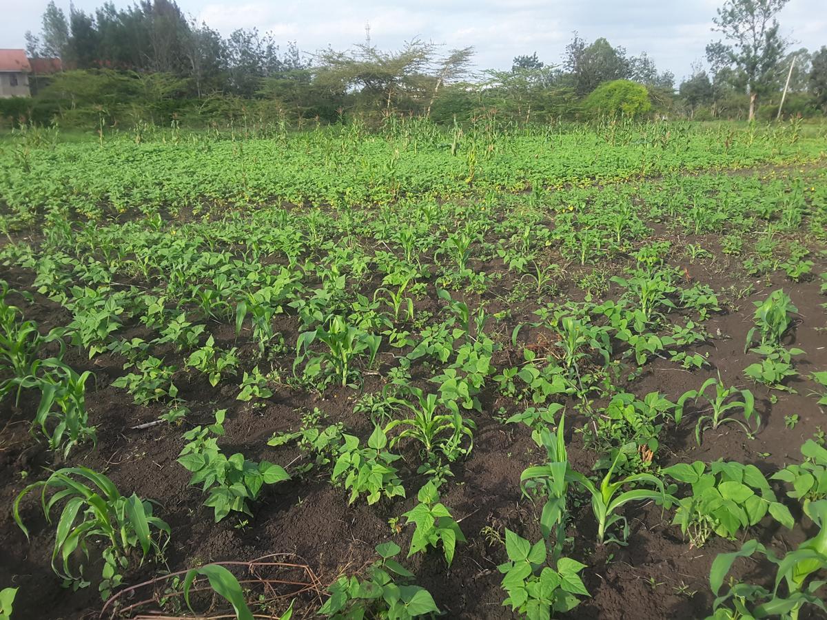 0.25 ac Residential Land in Ongata Rongai - 5