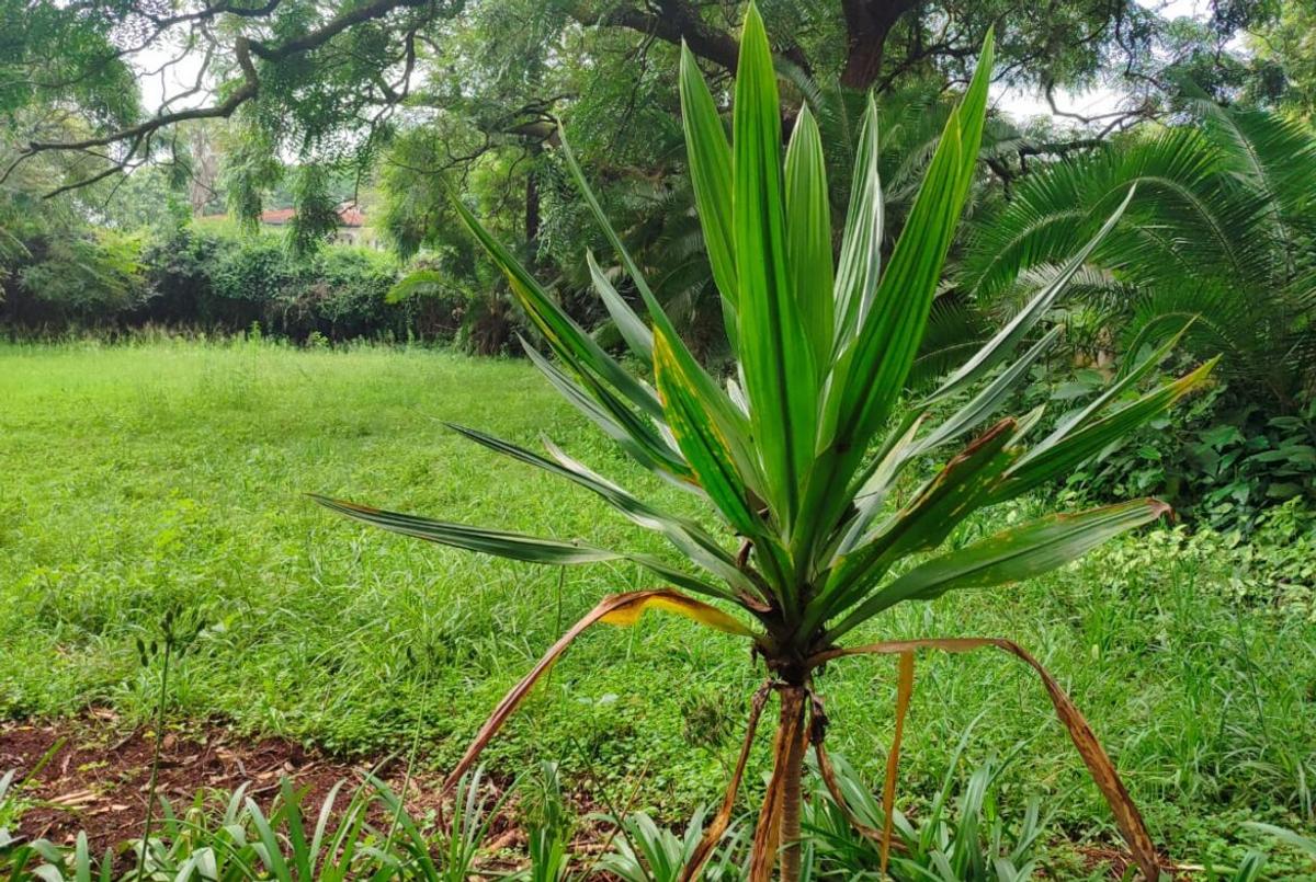 Land at Lower Kabete - 9