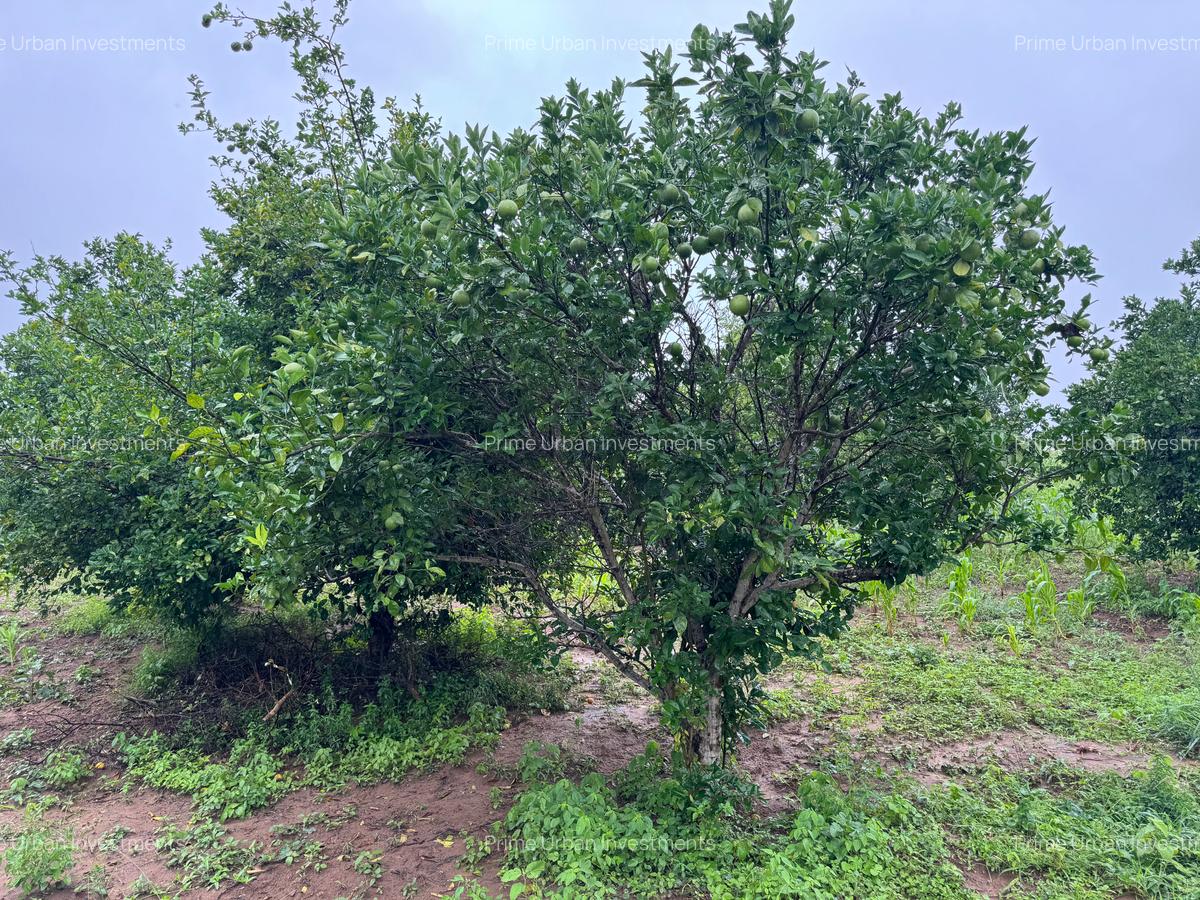 Land in Kilifi - 14