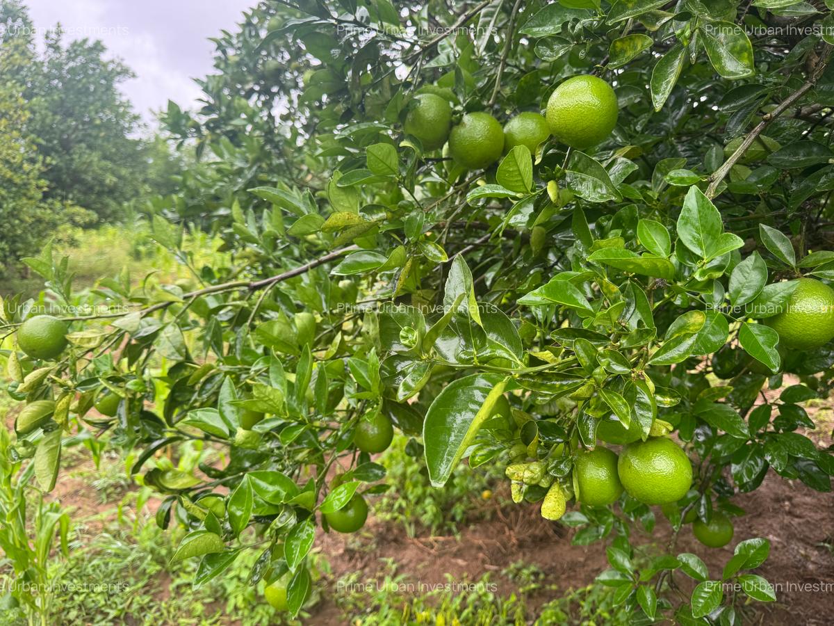 Land in Kilifi - 3