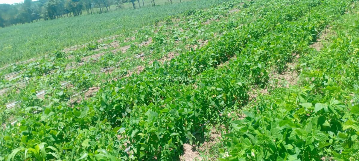 Land in Nanyuki - 1