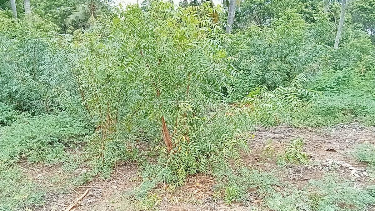 Land in Watamu - 8