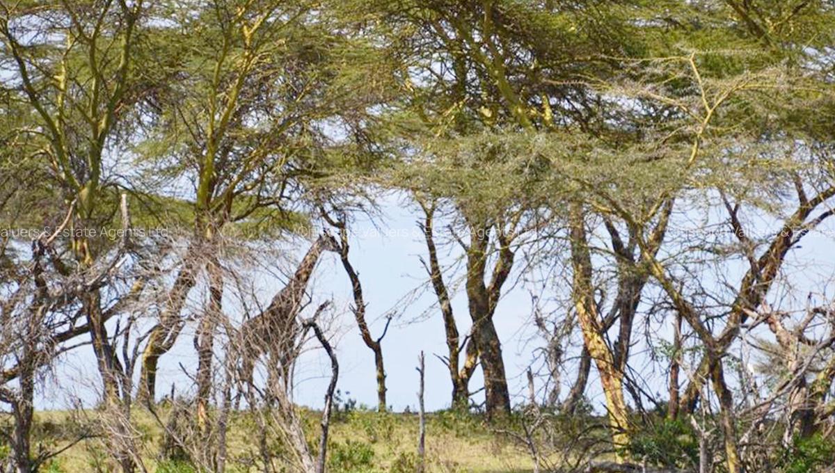 6 ac Commercial Land in Naivasha - 8