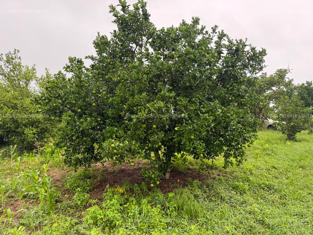 Land in Kilifi - 13