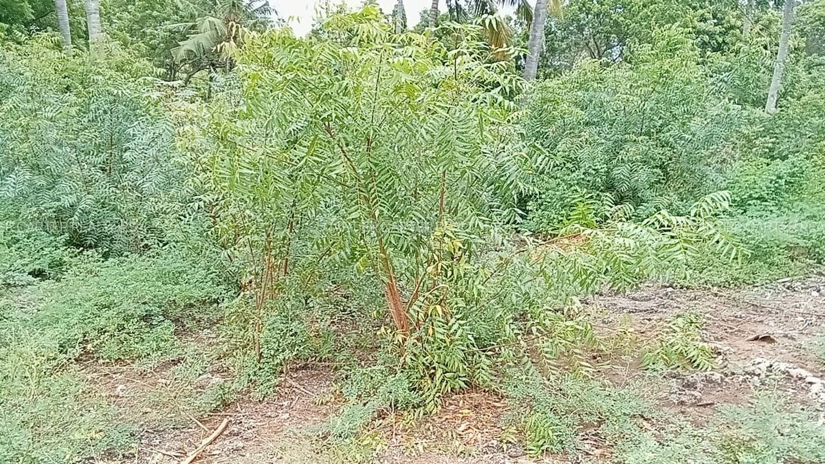 Land in Watamu - 6