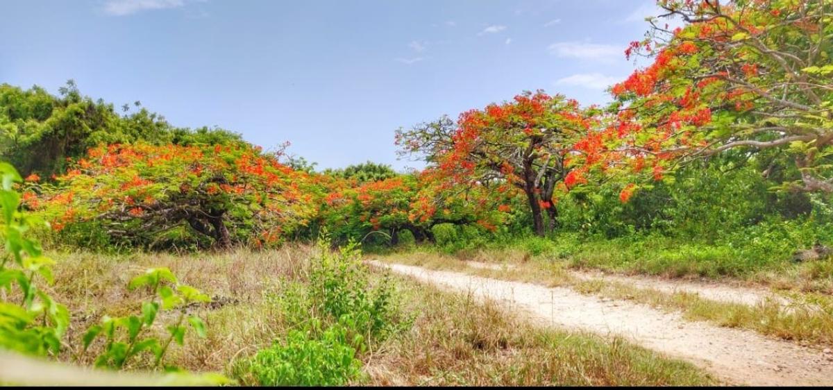 167.5 ac Land at Vipingo - 4