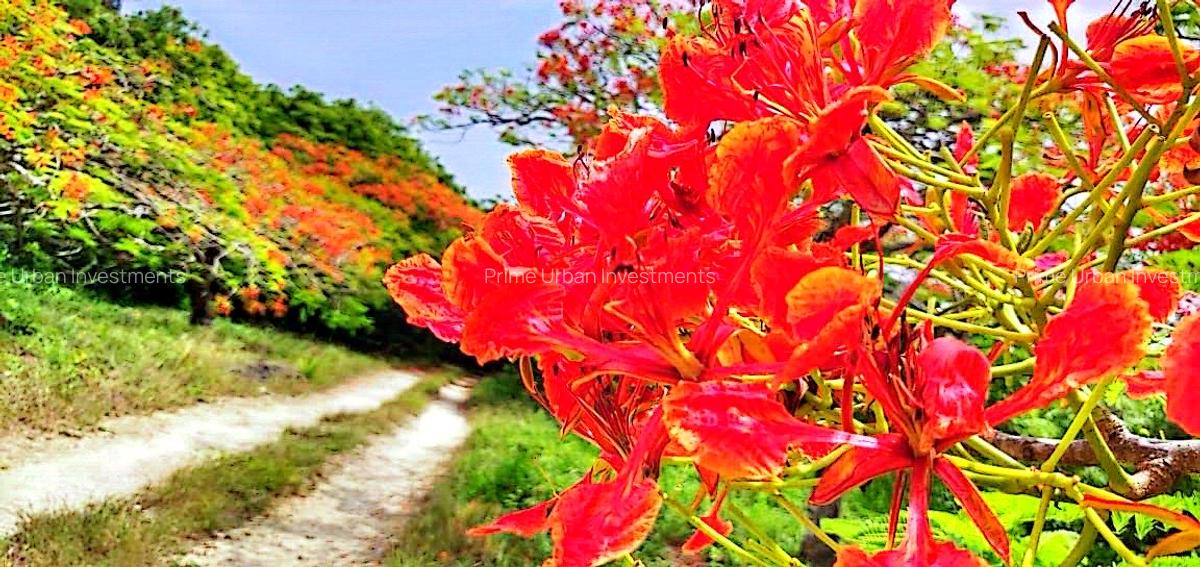 167.5 ac Land at Kuruwitu Beach - 3