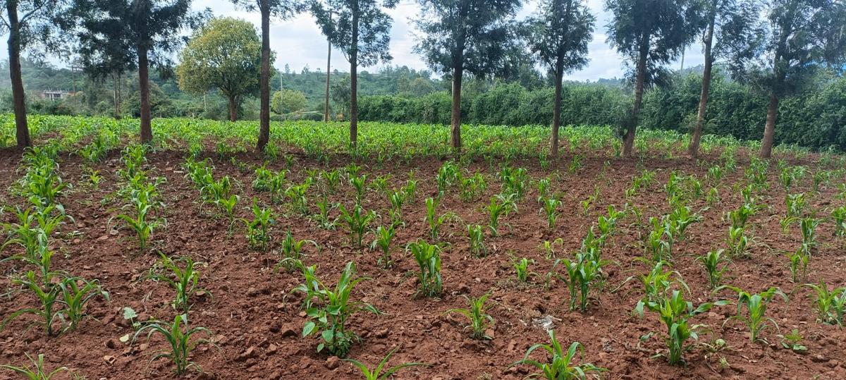 0.05 ha Residential Land at Kikuyu Kamangu Ruthigiti - 7