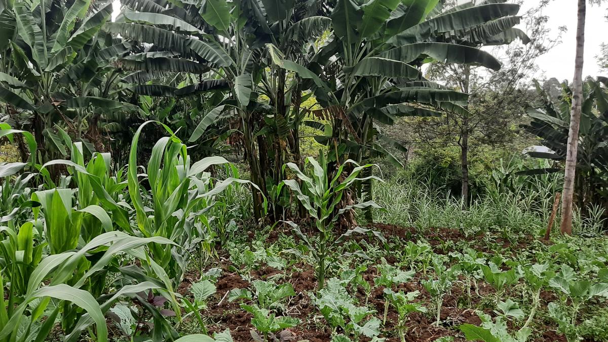 Residential Land at Bul Bul - 4