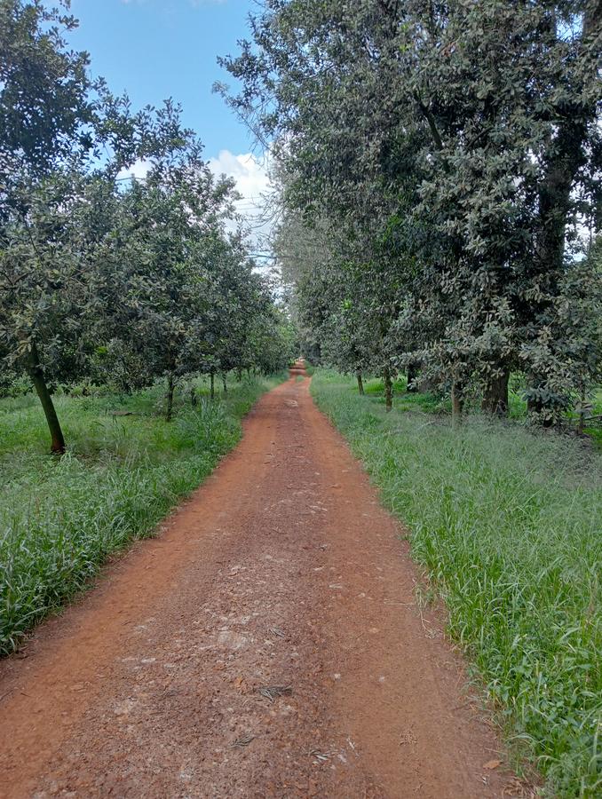 0.125 ac Land at Thika Grove Chania-Opposite Blue Post Hotel - 7