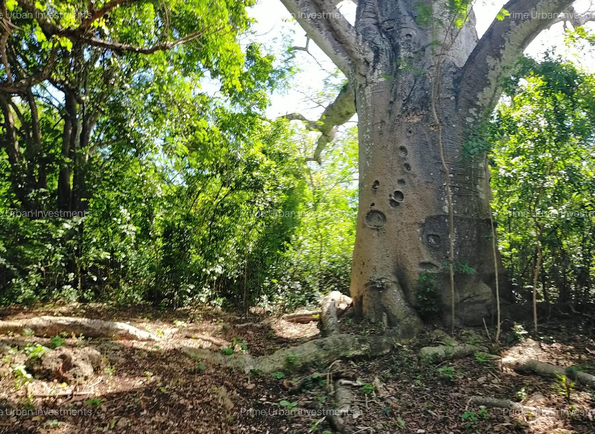 Land at Kuruwitu Beach Vipingo - 11