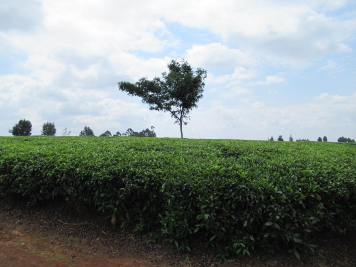 Land in Kiambu Town - 6