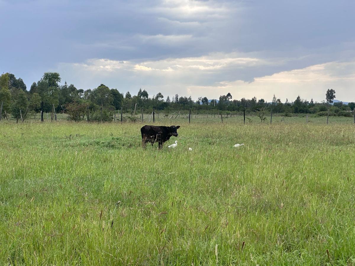 Residential Land in Nanyuki - 1