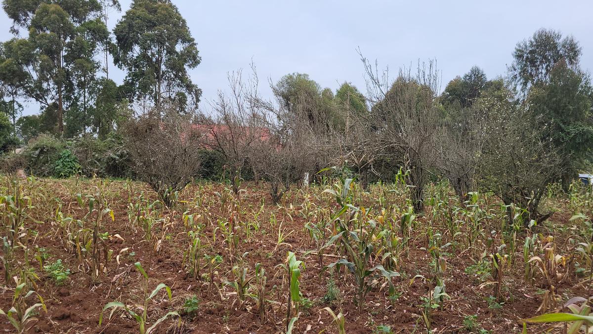 1.2 ac Land at Limuru - Kamandura - 11