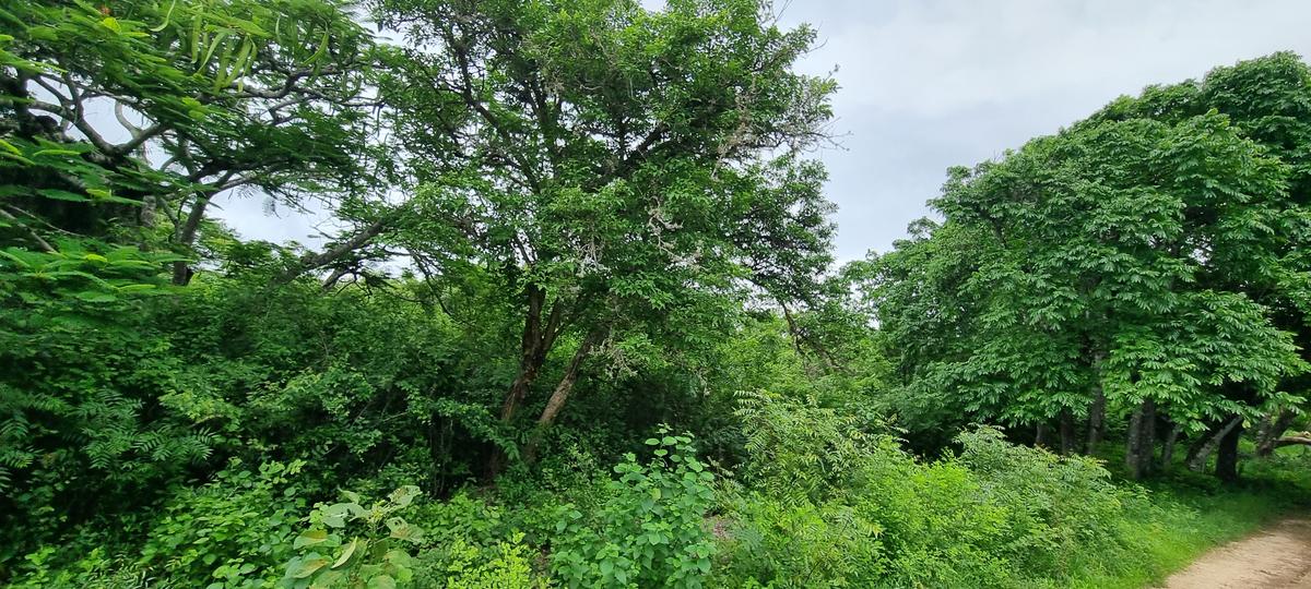 15 ac Land at Kuruwitu - 13