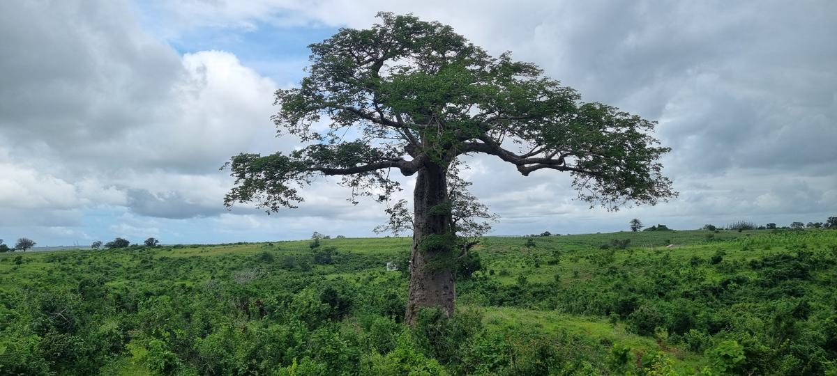 500 m² Land at Kilifi - 11