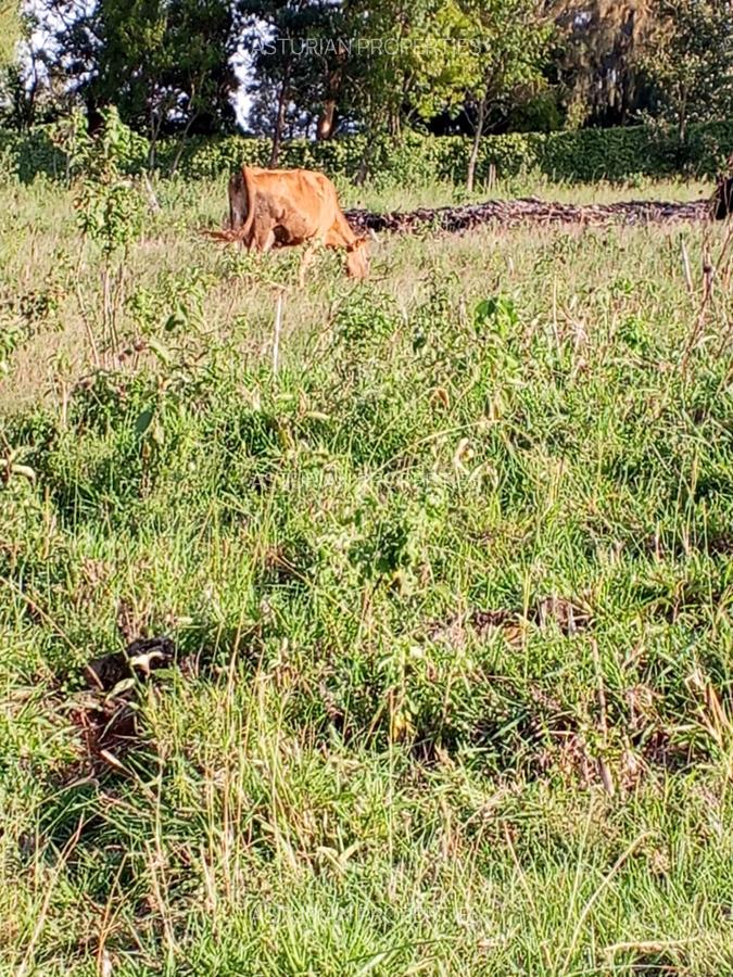 36 ac Land in Kikuyu Town - 3