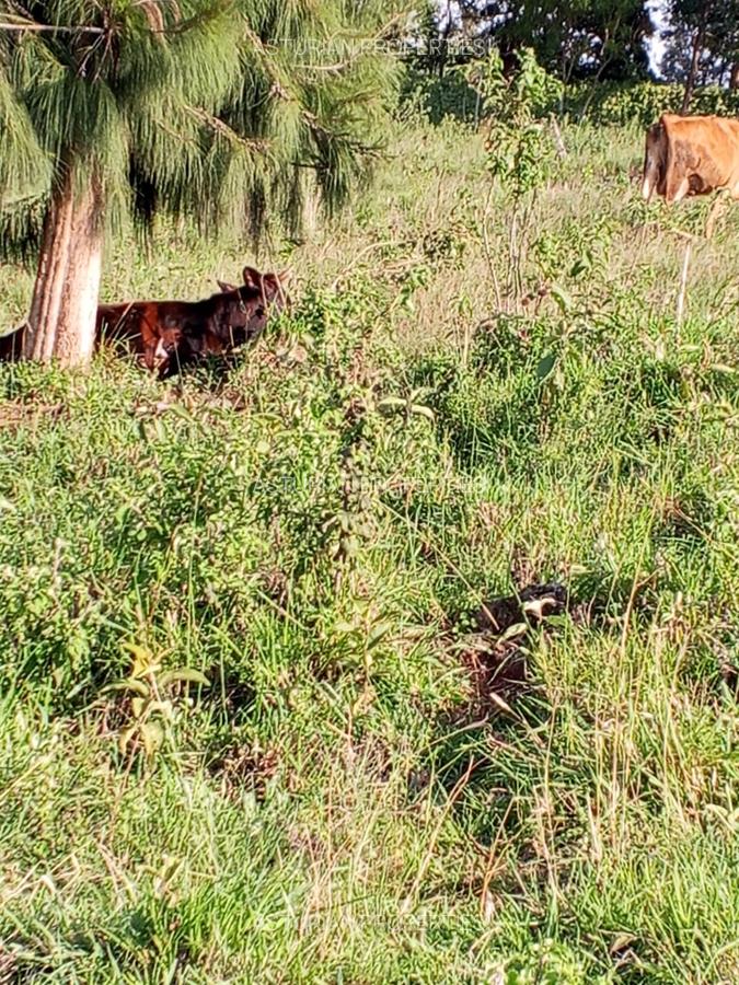 Land in Kikuyu Town - 3